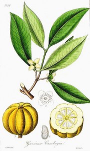 steph.garcinia